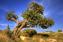 The Carob Tree:A Radical Evolutionary  Systemic Solution to the Pension Crisis