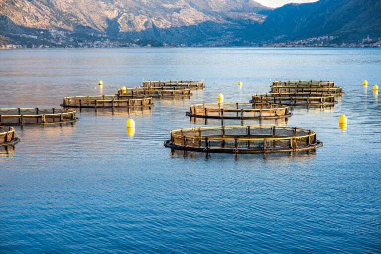 Fishing farm in Kotor bay, Montenegro. Close up view with mountains on background