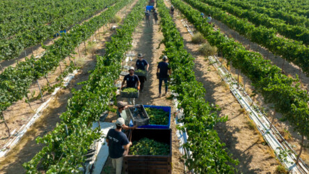 MITZPE RAMON, ISRAEL - AUGUST 3: An aerial view of Israeli workers harvesting Chenin Blanc white wine grapes at the start of harvest season on August 3, 2022 in the Nana Estate Winery vineyards near Mitzpe Ramon in Israel's Negev Desert. The modern vineyards in the desert follow in the footsteps of a 2,000-year-old Nabatean tradition of growing grapes in Negev's arid climate in what is fast-becoming the most terroir-driven wine region in Israel. (Photo by David Silverman/Getty Images)