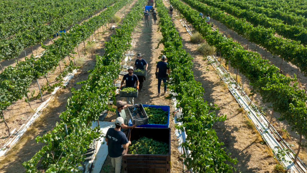 MITZPE RAMON, ISRAEL - AUGUST 3: An aerial view of Israeli workers harvesting Chenin Blanc white wine grapes at the start of harvest season on August 3, 2022 in the Nana Estate Winery vineyards near Mitzpe Ramon in Israel's Negev Desert. The modern vineyards in the desert follow in the footsteps of a 2,000-year-old Nabatean tradition of growing grapes in Negev's arid climate in what is fast-becoming the most terroir-driven wine region in Israel.  (Photo by David Silverman/Getty Images)