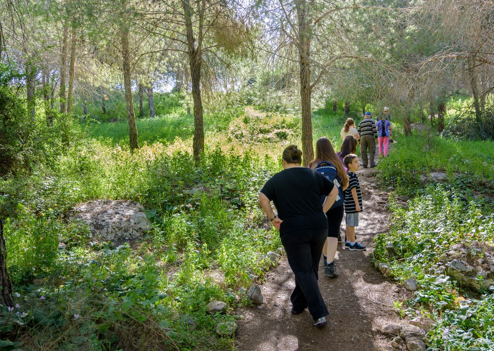 Families hiking in an Israeli pine firest