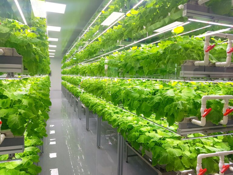 Plants on vertical farms grow with led lights. Vertical farming is sustainable agriculture for future food.