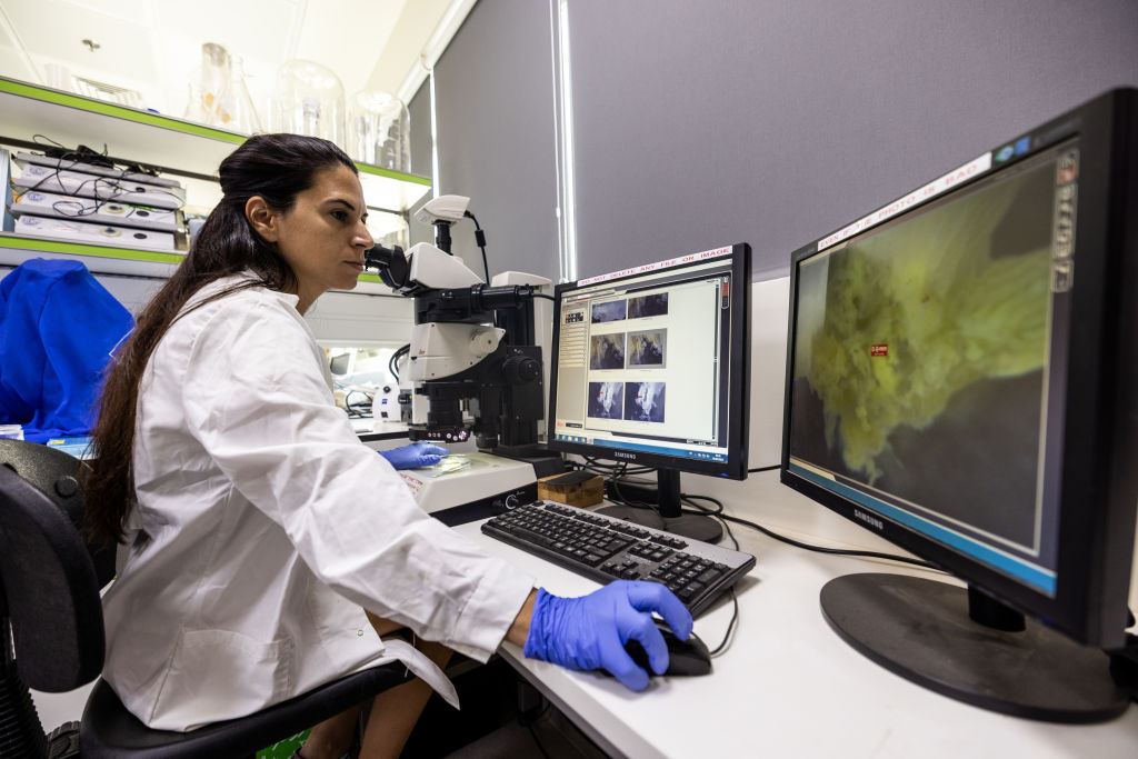 EILAT, ISRAEL - JULY 18: Chen Azulay, a PhD student at IUI, performs under a microscope a coral dissection. Azulay performs coral dissection bi-monthly to measure the size of coral eggs and hormone levels to understand coral's reproduction cycle better. These samples were collected from the coral nursery at 6 metres depth, to be processed later in the lab at The Interuniversity Institute (IUI) for Marine Sciences in Eilat, Israel. Despite sea temperatures rising faster in the Gulf of Aqaba (also known in Israel as the Gulf of Eilat) than the global average rate, the coral reef of the northernmost point of the Red Sea exhibit remarkable resistance and seem immune to the effects of global warming. Scientists are trying to understand the biological capacity of these corals to live at higher temperatures, hoping this knowledge could help reefs elsewhere in the world. The scientific community estimates that over 90% of reefs will die by 2050 due to climate change and direct human impact. The corals here might be one of the last remaining complete ecosystems by 2100. However, there is a possibility that this surviving coral reef could be used as a blueprint for an entirely new climate-resistant ecosystem. (Photo by Lukasz Larsson Warzecha/Getty Images).