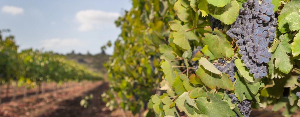 vineyard in Israel