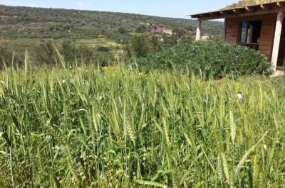 Lush green wheat field in a rural landscape with a wooden house partially visible on the right and hills in the background under a clear blue sky.