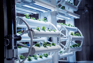 Racks with young microgreens in pots under led lamps in hydroponics vertical farms.