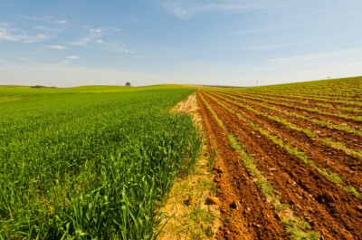 Green Field in Israel at Spring